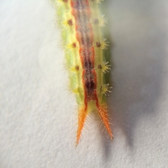 Euprosterna sapucaya