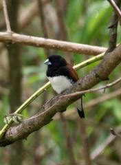 Spermestes bicolor nigriceps