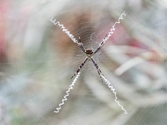 Argiope argentata