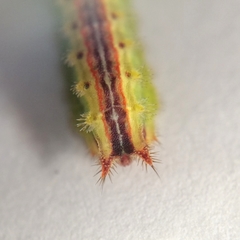 Euprosterna sapucaya