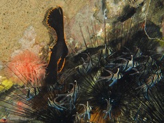 Platax pinnatus