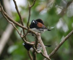 Spermestes bicolor nigriceps