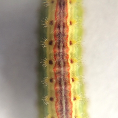 Euprosterna sapucaya