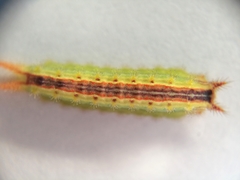 Euprosterna sapucaya