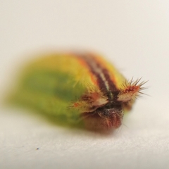 Euprosterna sapucaya