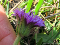 Pseudopegolettia thodei