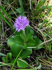 Pseudopegolettia thodei