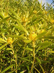 Alatosperma