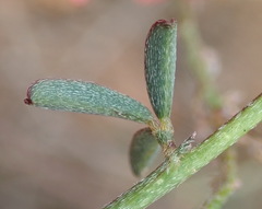 Indigofera sp12