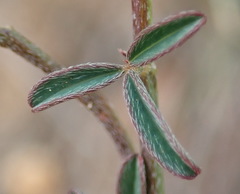 Indigofera sp12