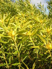 Alatosperma