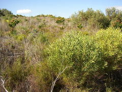 Alatosperma