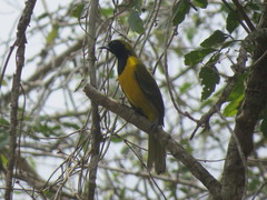 Icterus maculialatus