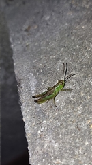 Pseudochorthippus parallelus