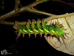 Procitheronia principalis