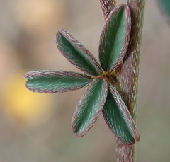 Indigofera sp12