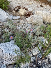 Erigeron breweri breweri