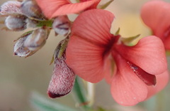Indigofera sp12