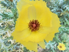 Argemone aenea