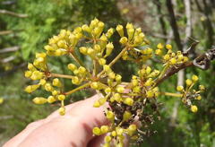 Notobubon ferulaceum