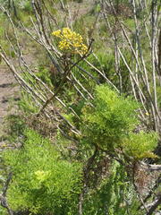 Notobubon ferulaceum