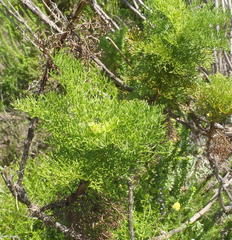 Notobubon ferulaceum