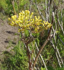 Notobubon ferulaceum