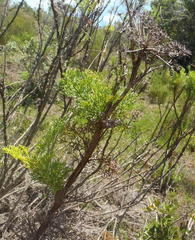 Notobubon ferulaceum