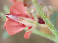 Indigofera sp12
