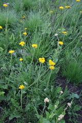 Berkheya umbellata