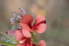 Indigofera sp12