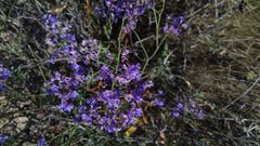 Limonium gmelinii
