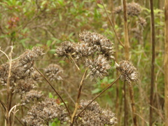 Kalanchoe densiflora
