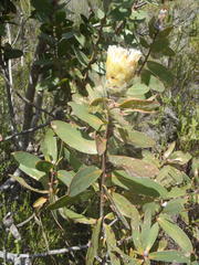 Protea mundii