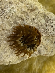 Anemonia sargassensis