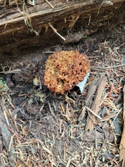 Ramaria rubrievanescens