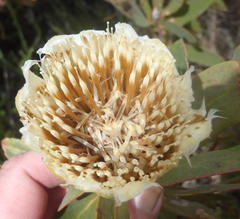 Protea mundii