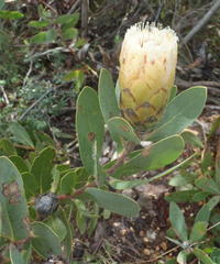 Protea mundii