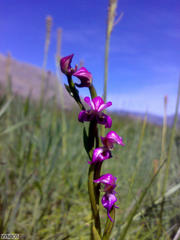 Disperis paludosa