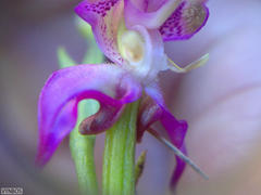Disperis paludosa