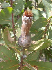 Protea mundii