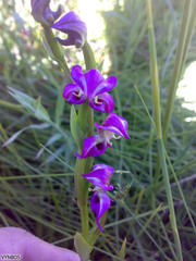 Disperis paludosa