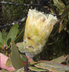 Protea mundii