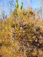 Serruria decipiens