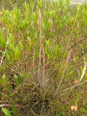 Tillandsia incarnata