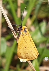 Setina