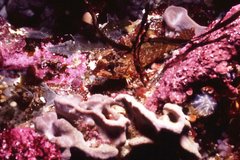 Chironemus maculosus