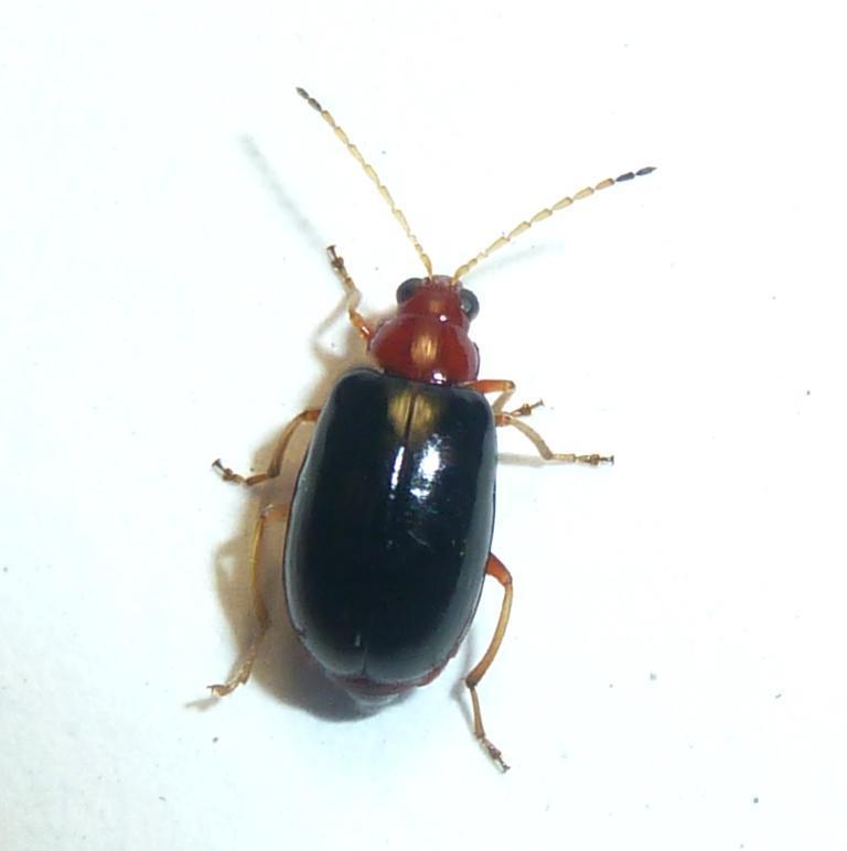 Luperina