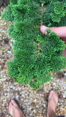 Chamaecyparis obtusa