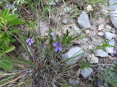 Dyschoriste linearis